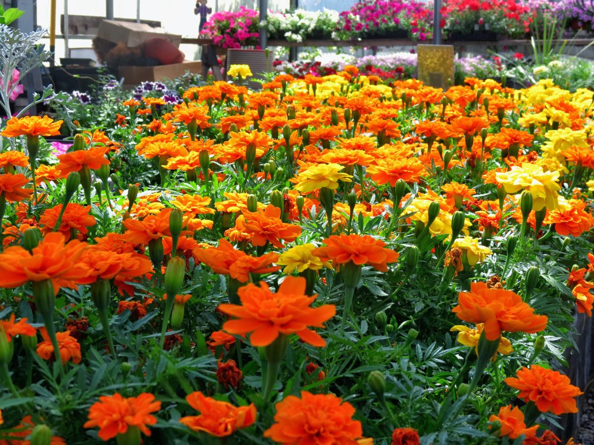 Tips on Building a Nursery Building